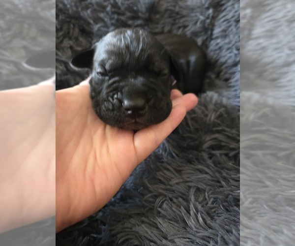Medium Photo #4 Cane Corso Puppy For Sale in HENRY, VA, USA