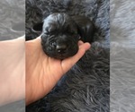 Small #3 Cane Corso