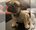 Small Photo #7 French Bulldog Puppy For Sale in PHILA, PA, USA