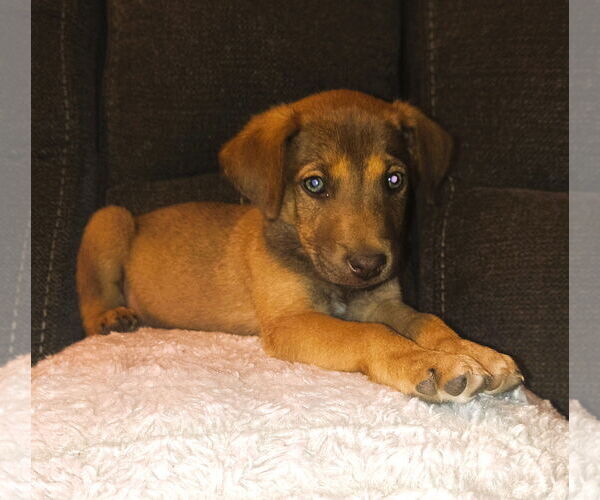Medium Photo #2 Mutt Puppy For Sale in Fallbrook, CA, USA