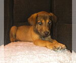 Small #1 Mutt