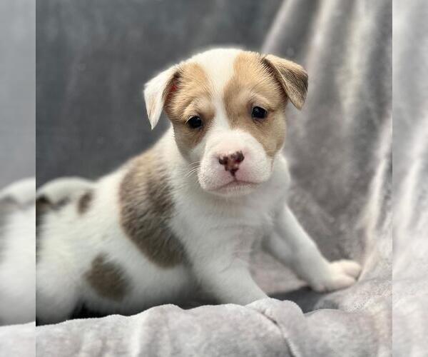 Medium Photo #2 Colonial Cocker Spaniel-Unknown Mix Puppy For Sale in San Diego, CA, USA
