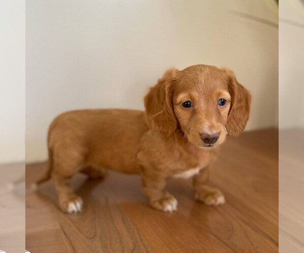Medium Photo #2 Dachshund Puppy For Sale in MIDDLESEX, NY, USA