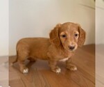 Small Photo #2 Dachshund Puppy For Sale in MIDDLESEX, NY, USA