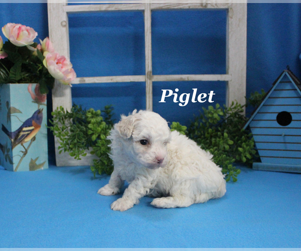 Medium Photo #13 Poodle (Toy) Puppy For Sale in CHANUTE, KS, USA