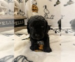 Small Photo #5 Cavapoo Puppy For Sale in WOODBRIDGE, VA, USA