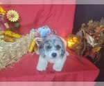 Puppy 4 Goldendoodle-Poodle (Toy) Mix