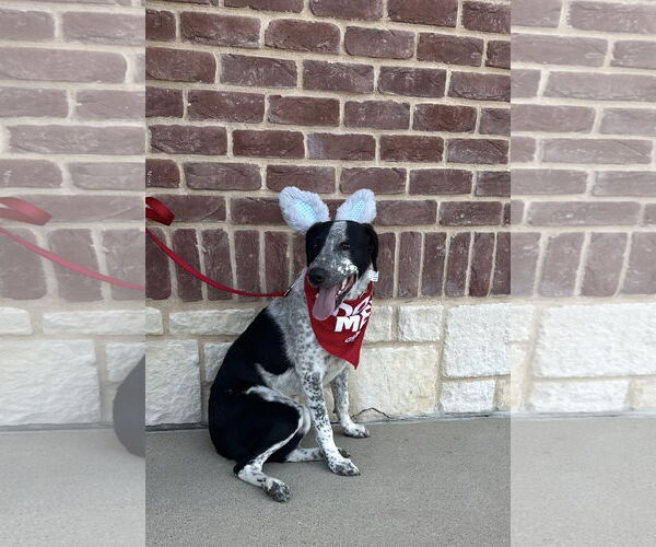 Medium Photo #7 Mutt Puppy For Sale in Euless, TX, USA