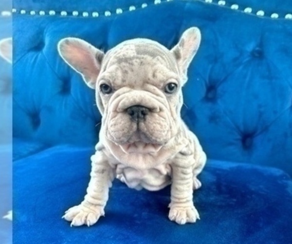 Medium Photo #3 French Bulldog Puppy For Sale in JERSEY CITY, NJ, USA