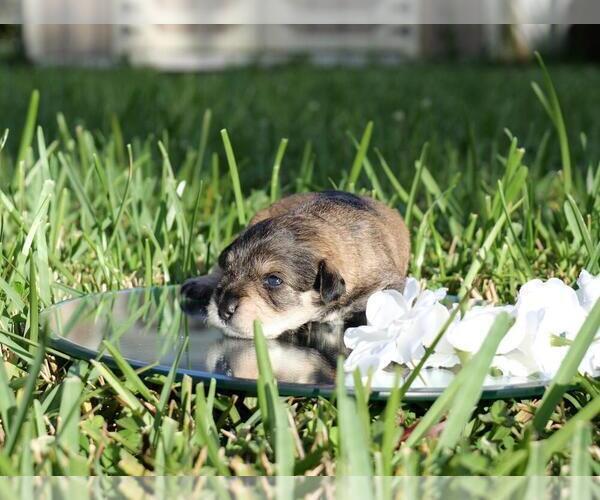 Medium Photo #2 Schnauzer (Miniature) Puppy For Sale in LEHIGH ACRES, FL, USA
