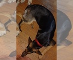 Small Photo #4 German Shepherd Dog Puppy For Sale in MECHANICSVILLE, VA, USA