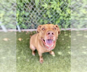 Mutt Dogs for adoption in Rowlett, TX, USA
