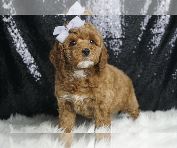 Medium Photo #5 Poodle (Toy) Puppy For Sale in WARSAW, IN, USA