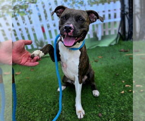 STELLA - Female Mutt Dog for Adoption - Photo #2