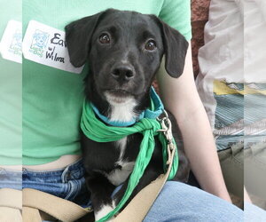 Wilma - Female Retriever -Unknown Mix Dog for Adoption - Photo #2