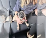 Small Pug
