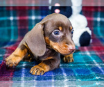 Small #2 Dachshund