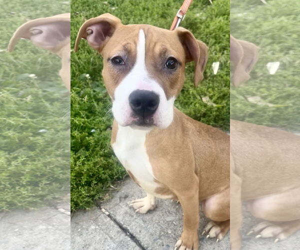 Medium Photo #1 American Pit Bull Terrier-Bulldog Mix Puppy For Sale in Staten Island, NY, USA