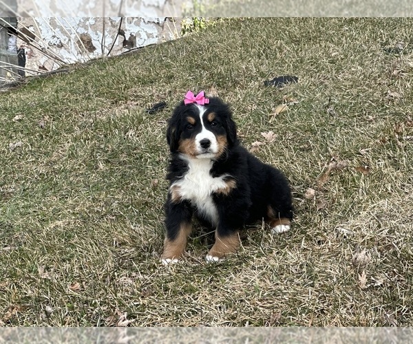 Medium Photo #11 Bernese Mountain Dog Puppy For Sale in ATHENS, WI, USA