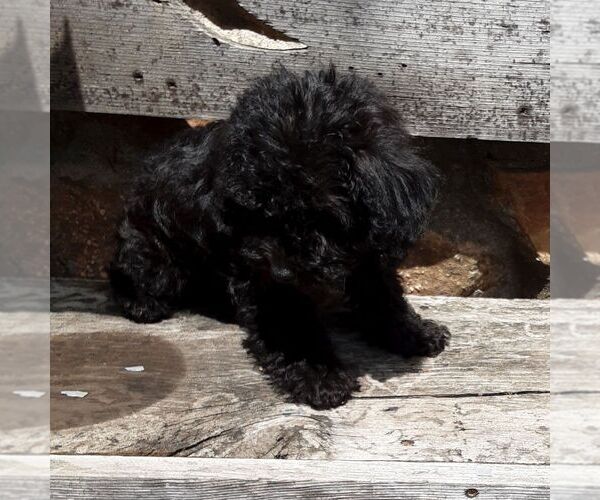 Medium Photo #3 YorkiePoo Puppy For Sale in RISING SUN, MD, USA
