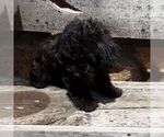 Small #2 YorkiePoo