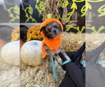Small Photo #2 Chiranian Puppy For Sale in Shermans Dale, PA, USA