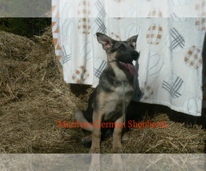 German Shepherd Dog Puppy for Sale in PIEDMONT, Missouri USA