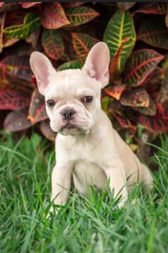Medium Photo #2 Bulldog Puppy For Sale in CUTLER BAY, FL, USA