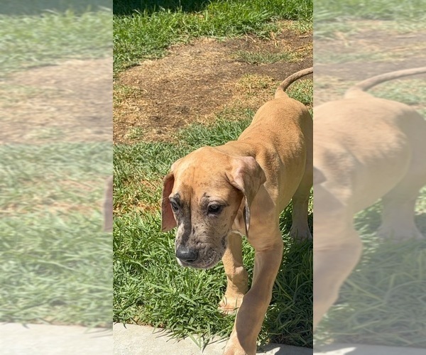Medium Photo #17 Great Dane Puppy For Sale in CORONA, CA, USA
