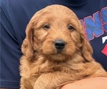Puppy Puppy 8 Goldendoodle (Miniature)