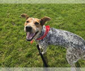 J. Elly Bean - Female Mutt Dog for Adoption - Photo #4