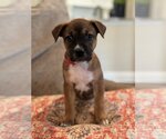Small Photo #1 Mutt Puppy For Sale in Fort Worth, TX, USA