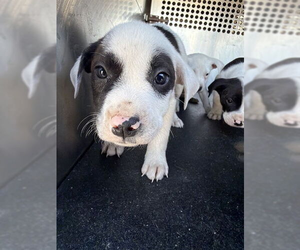 Medium Photo #1 American Pit Bull Terrier-Unknown Mix Puppy For Sale in Corpus Christi, TX, USA