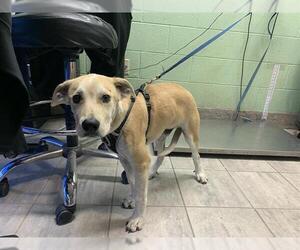 Labrador Retriever-Unknown Mix Dogs for adoption in Grand Prairie, TX, USA