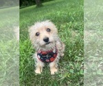Small #9 Morkie