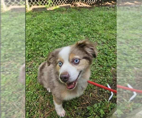 Medium Photo #1 Australian Shepherd-Unknown Mix Puppy For Sale in Cranston, RI, USA
