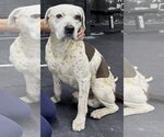 Small #3 Boxer-Pointer Mix