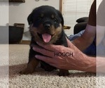 Puppy Puppy 1 HOOCH Rottweiler