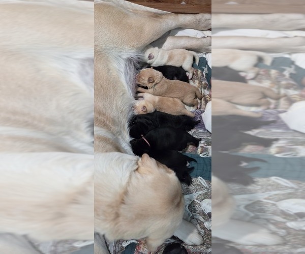 Medium Photo #2 Borador Puppy For Sale in FORTUNA, CA, USA