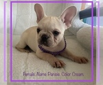 Small #11 French Bulldog