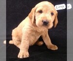 Puppy 6 Labradoodle