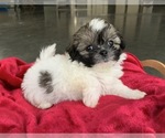 Puppy 3 Zuchon