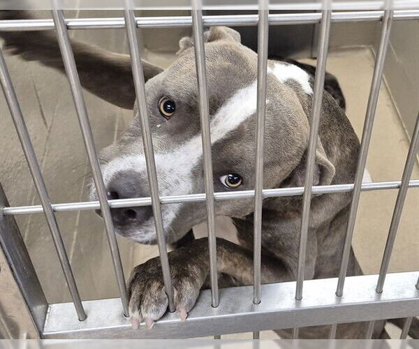 Medium Photo #1 Mutt Puppy For Sale in Decatur, IL, USA