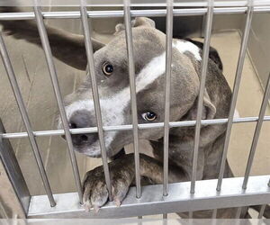 Mutt Dogs for adoption in Decatur, IL, USA