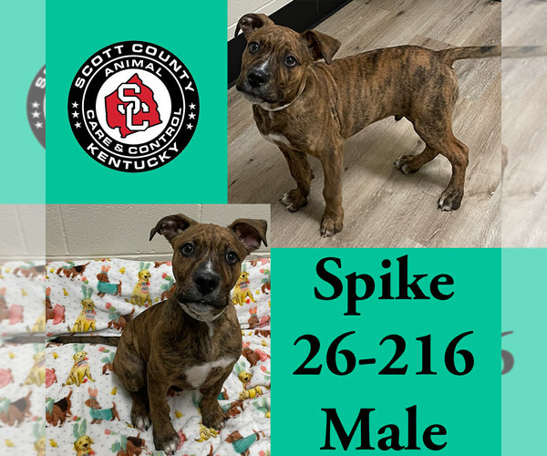 Medium Photo #1 American Pit Bull Terrier-Unknown Mix Puppy For Sale in Georgetown, KY, USA