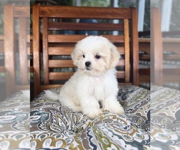 Medium Photo #5 Mal-Shi Puppy For Sale in NOBLESVILLE, IN, USA