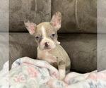 Puppy Merle girl Boston Terrier