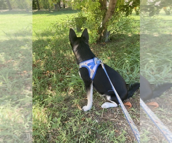 Medium Photo #3 Alaskan Klee Kai Puppy For Sale in GLENDALE, AZ, USA