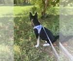 Small #2 Alaskan Klee Kai
