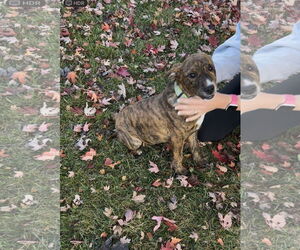 German Shepherd Dog-Unknown Mix Dogs for adoption in Princeton, MN, USA